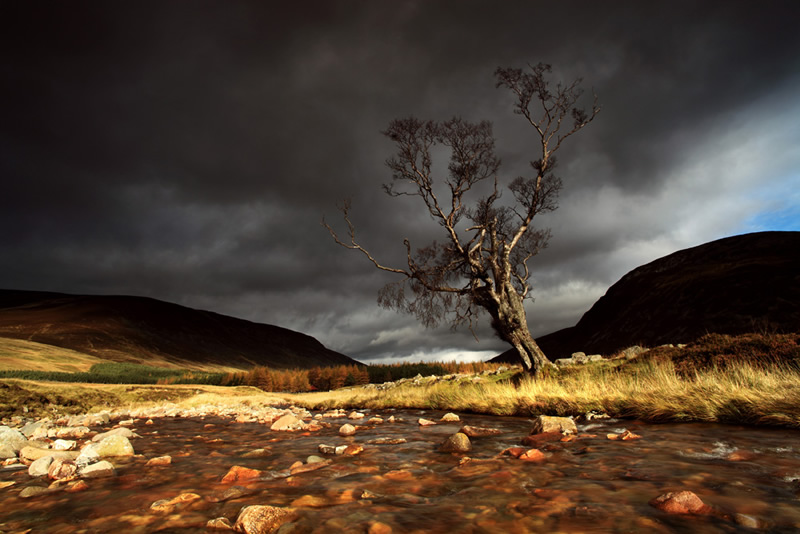 Birch Tree - Braemar, Grampians