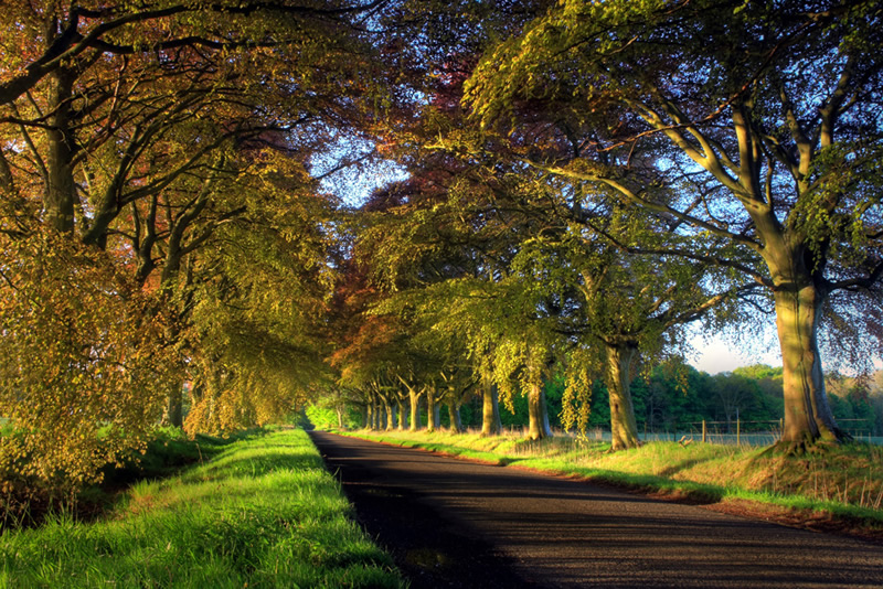 Copper Beech - Scone Palace, Perthshire