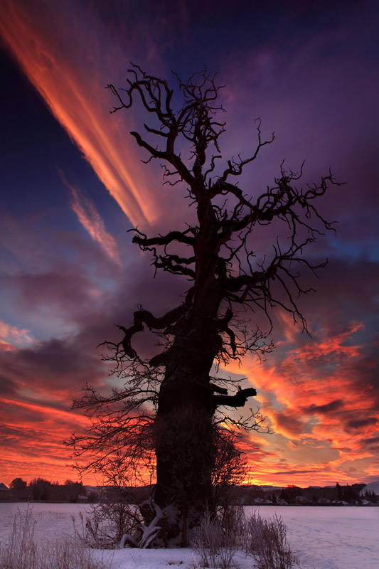 The Cromwell Tree - Perthshire