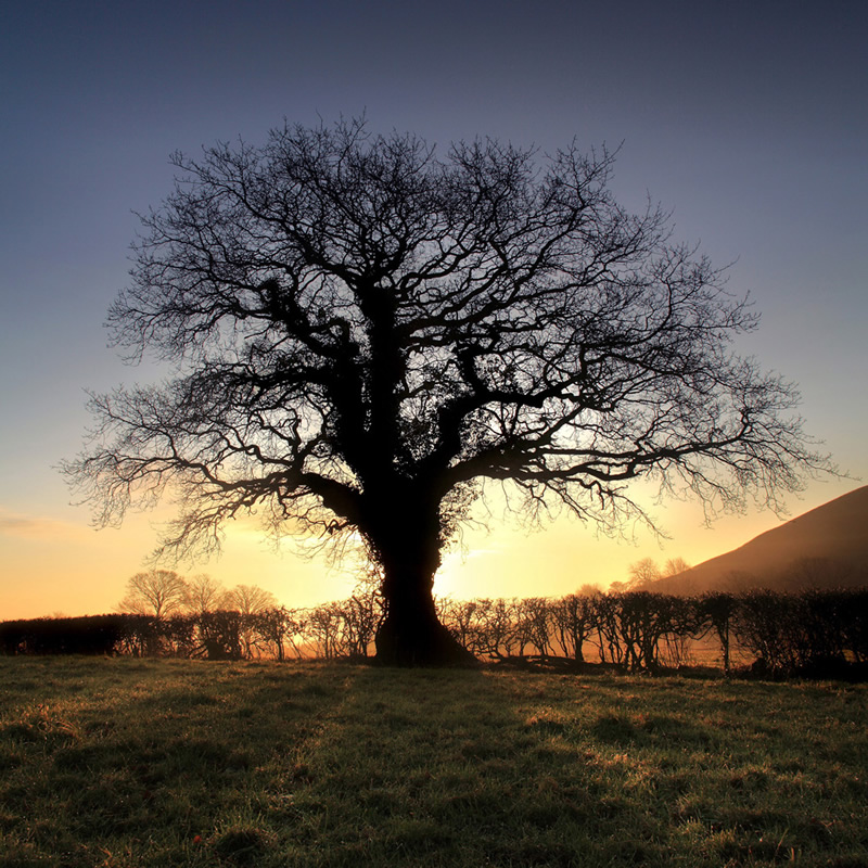 Oak Tree - Glastonbury Tor